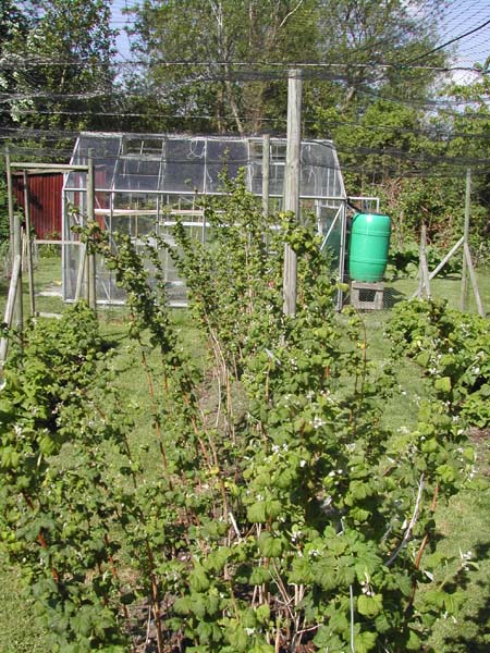 Summer raspberries mid May